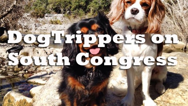 dogtripperFeatured