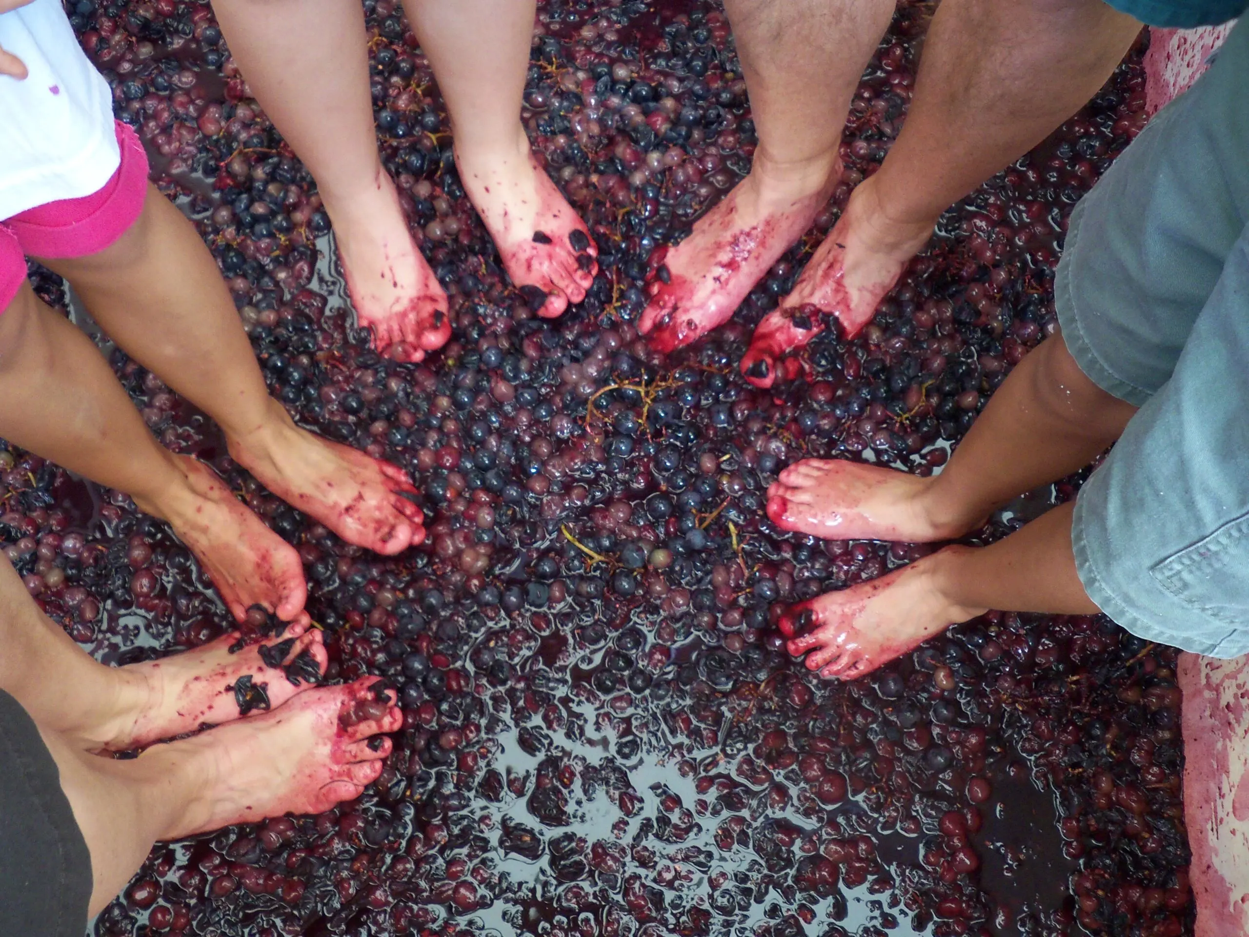 Texas Grape Stomping Festivals