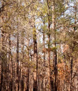 Bastrop State Park
