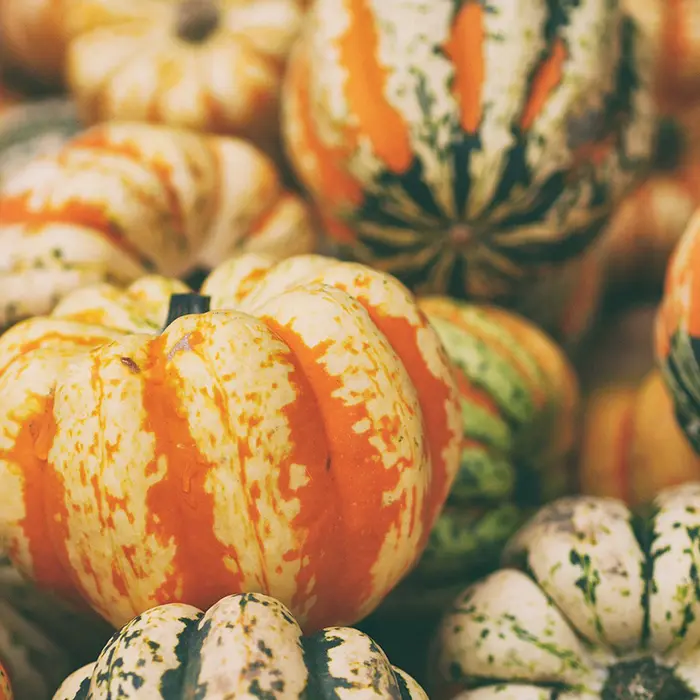 Fall Festivals & Pumpkin Patches!