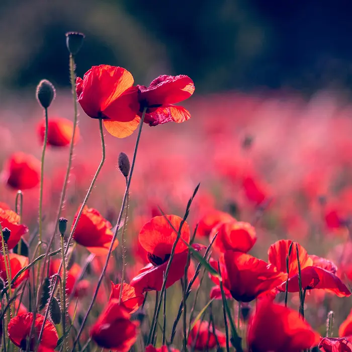 9 Strong Moms in Texas History