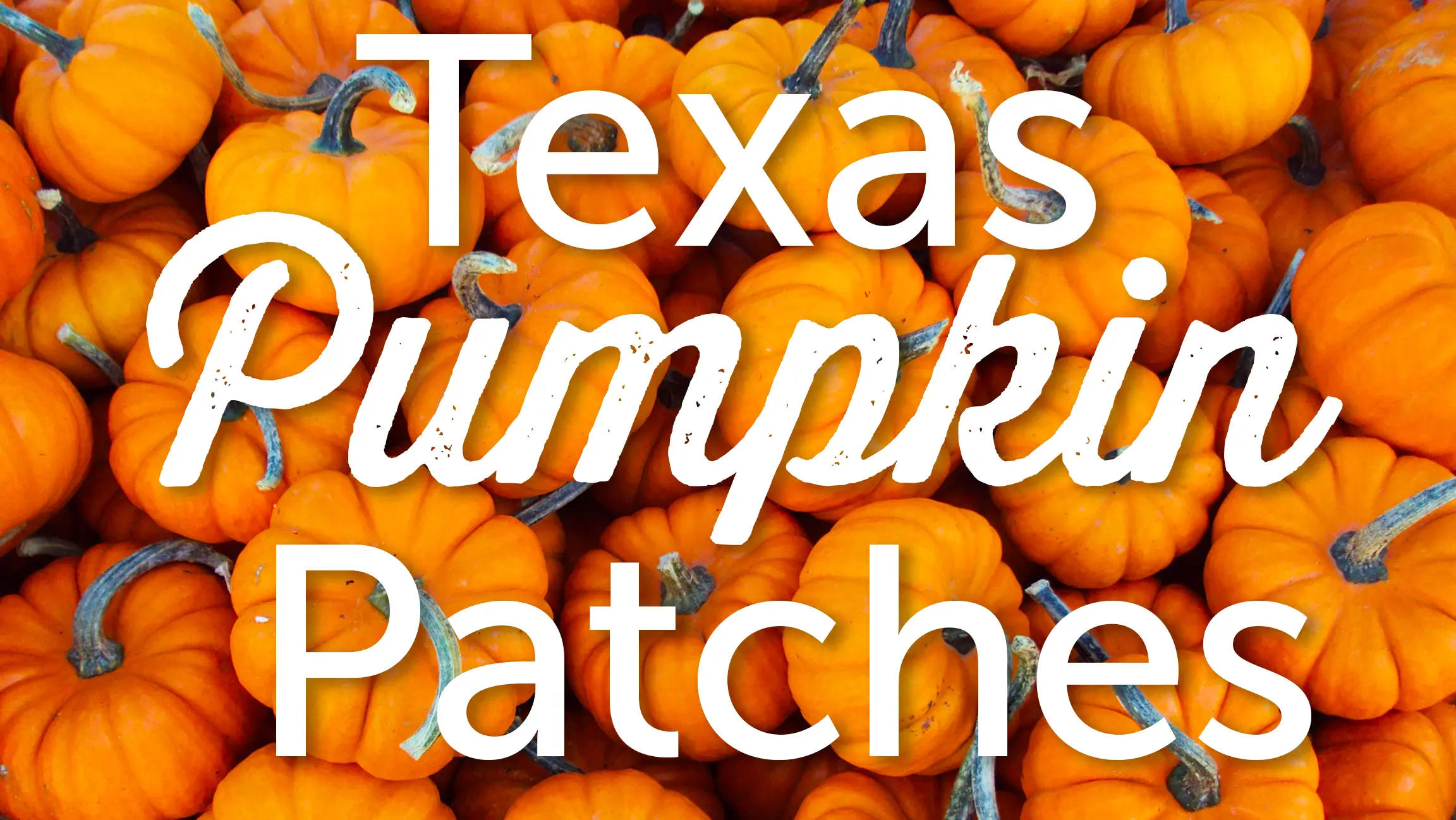 Texas Pumpkin Patches