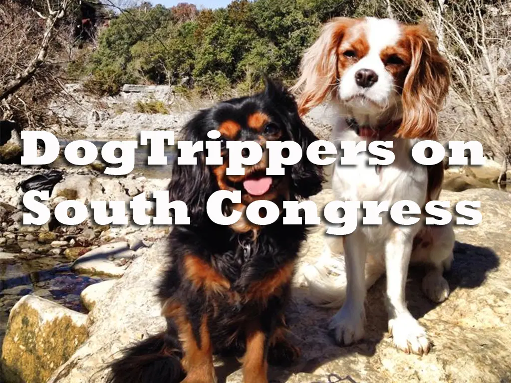 DogTrippers on South Congress
