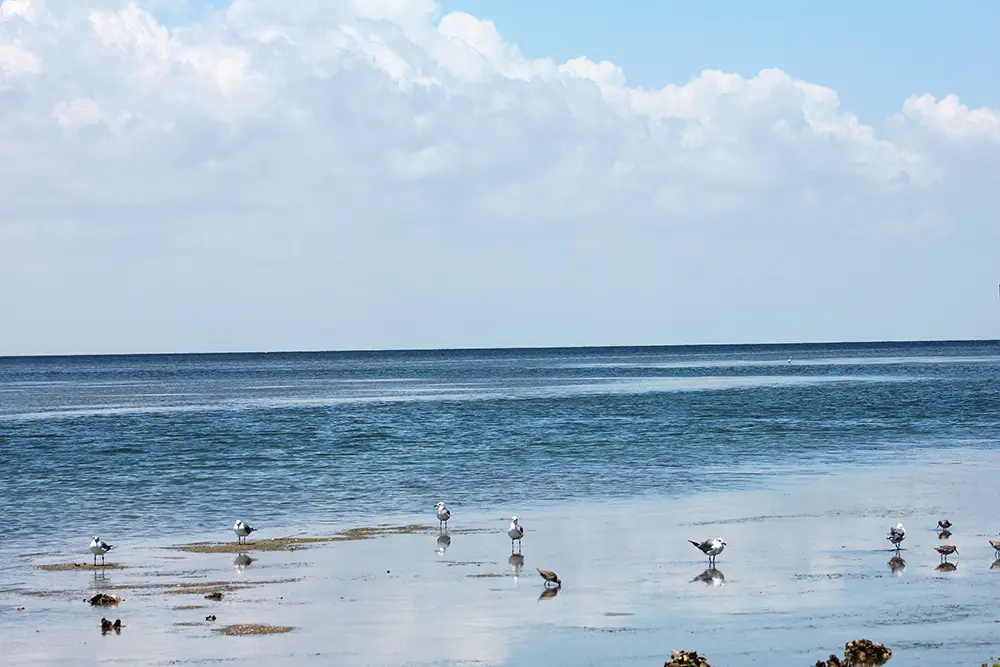 Birding on the Beach