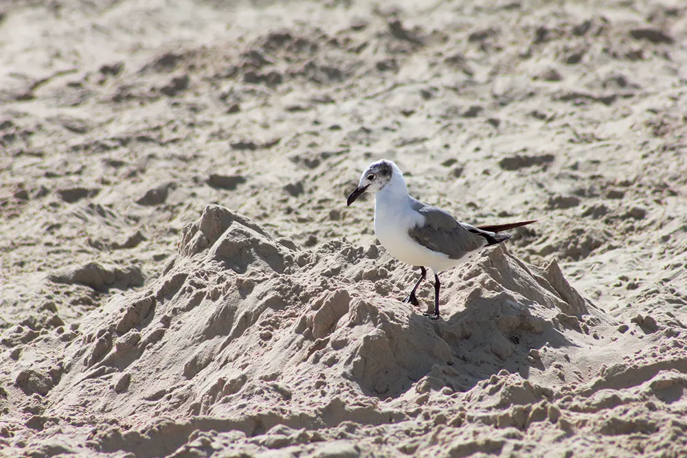 Seagull