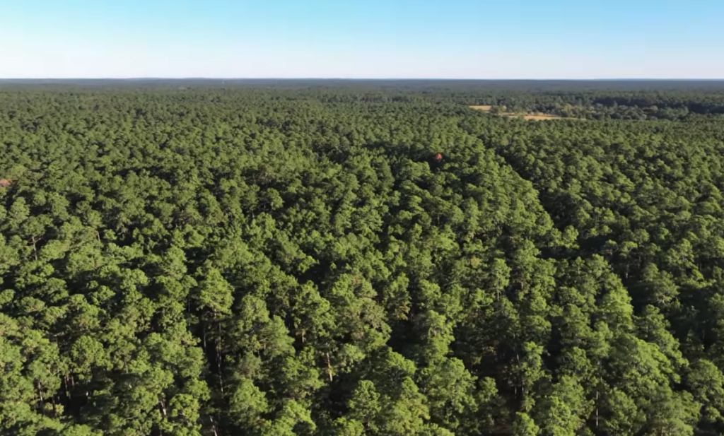 Lone Star Hiking Trail Piney Woods