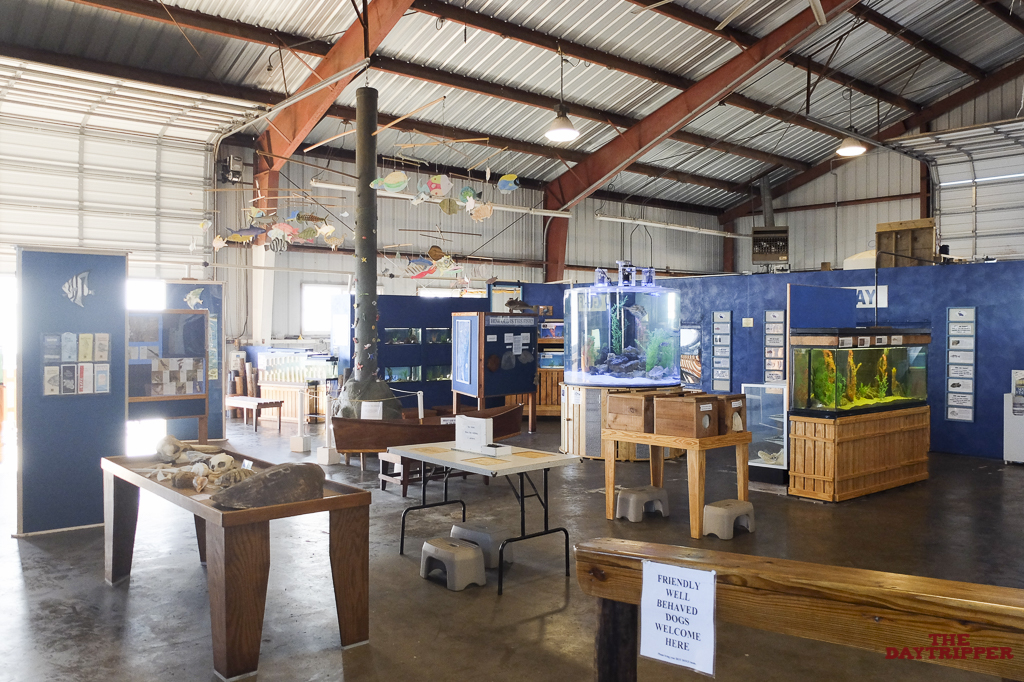 Rainy Day Fun The Daytripper