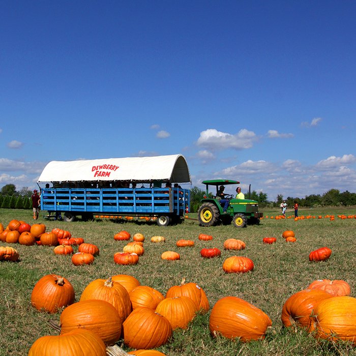 Fall Festivals & Pumpkin Patches! The Daytripper