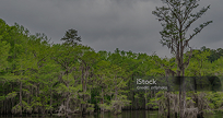Piney Woods