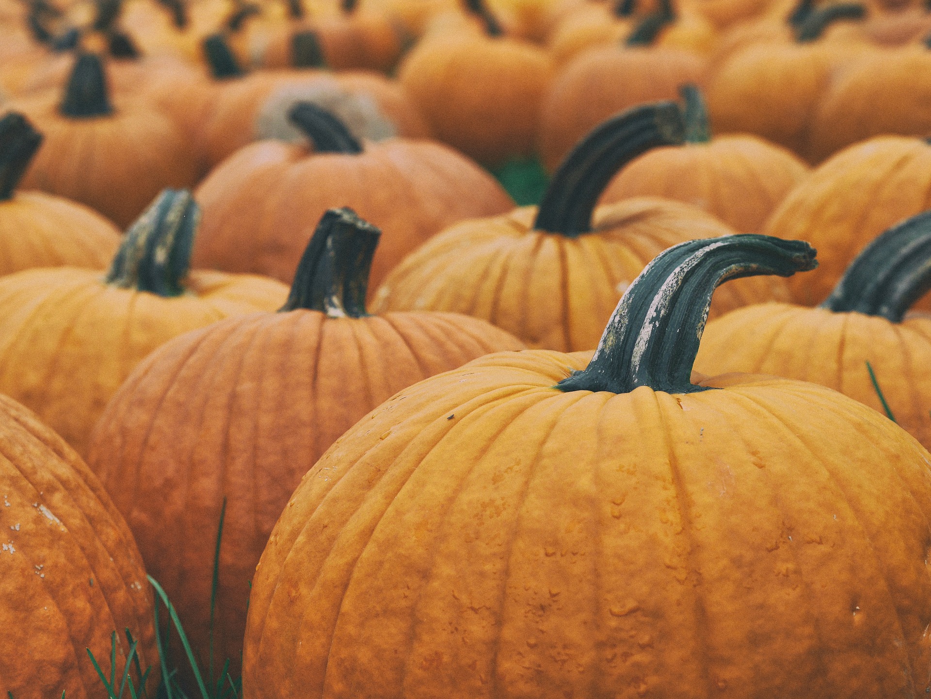 2019 Texas Pumpkin Patches