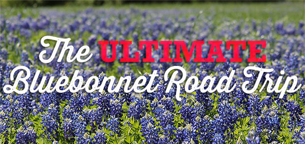 The ULTIMATE Bluebonnet Road Trip